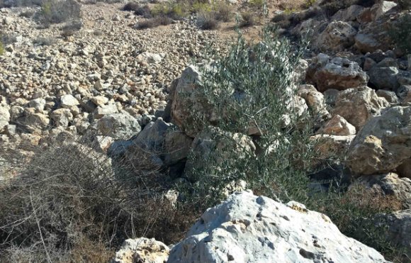 Un jeune olivier est partiellement submergé par les décombres à cause de la construction de colonies israéliennes dans la région de Wadi Fuqin (MEE/Chloé Benoist)