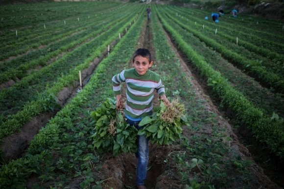 Depuis la seconde Intifada, le secteur agricole est en crise dans les territoires palestiniens (MEE/Mohamed al-Hajjar)