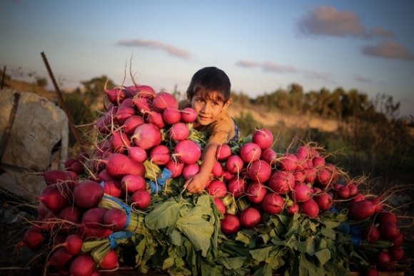 Le petit Ahmed aide à transporter des légumes sur ses terres agricoles à Beit Lahia (MEE/Mohamed al-Hajjar)