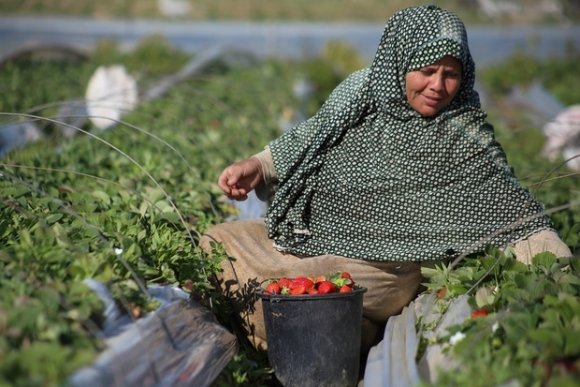 Suad Ghaben récolte des fraises sur ses terres à Beit Lahia, au nord de la bande de Gaza (MEE/Mohamed al-Hajjar)