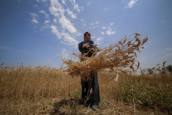 La bande de Gaza compte 66 000 agriculteurs, dont 20 % de femmes qui possèdent leur propre terre ou sont employées par des propriétaires d'exploitations agricoles (MEE/Mohamed al-Hajjar)