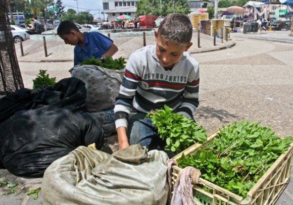 Des enfants préparent des sacs de feuilles de menthe pour la vente (MEE/Mohammed Asad)