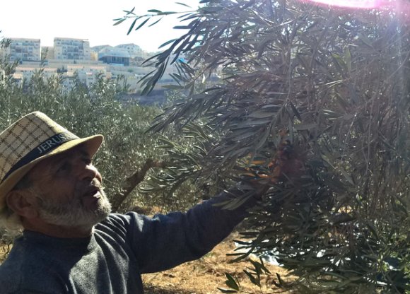 Mohammad Manasra cueille des olives sur ses terres dans le village de Wadi Fuqin, dans le sud de la Cisjordanie occupée, surplombé par la colonie israélienne de Beitar Illit aperçue au loin, le 10 novembre 2017 (MEE/Chloé Benoist)