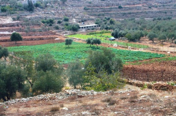 Les oliviers de Wadi Fukin. Le village est parrainé par une association thionvilloise. Photo DR.